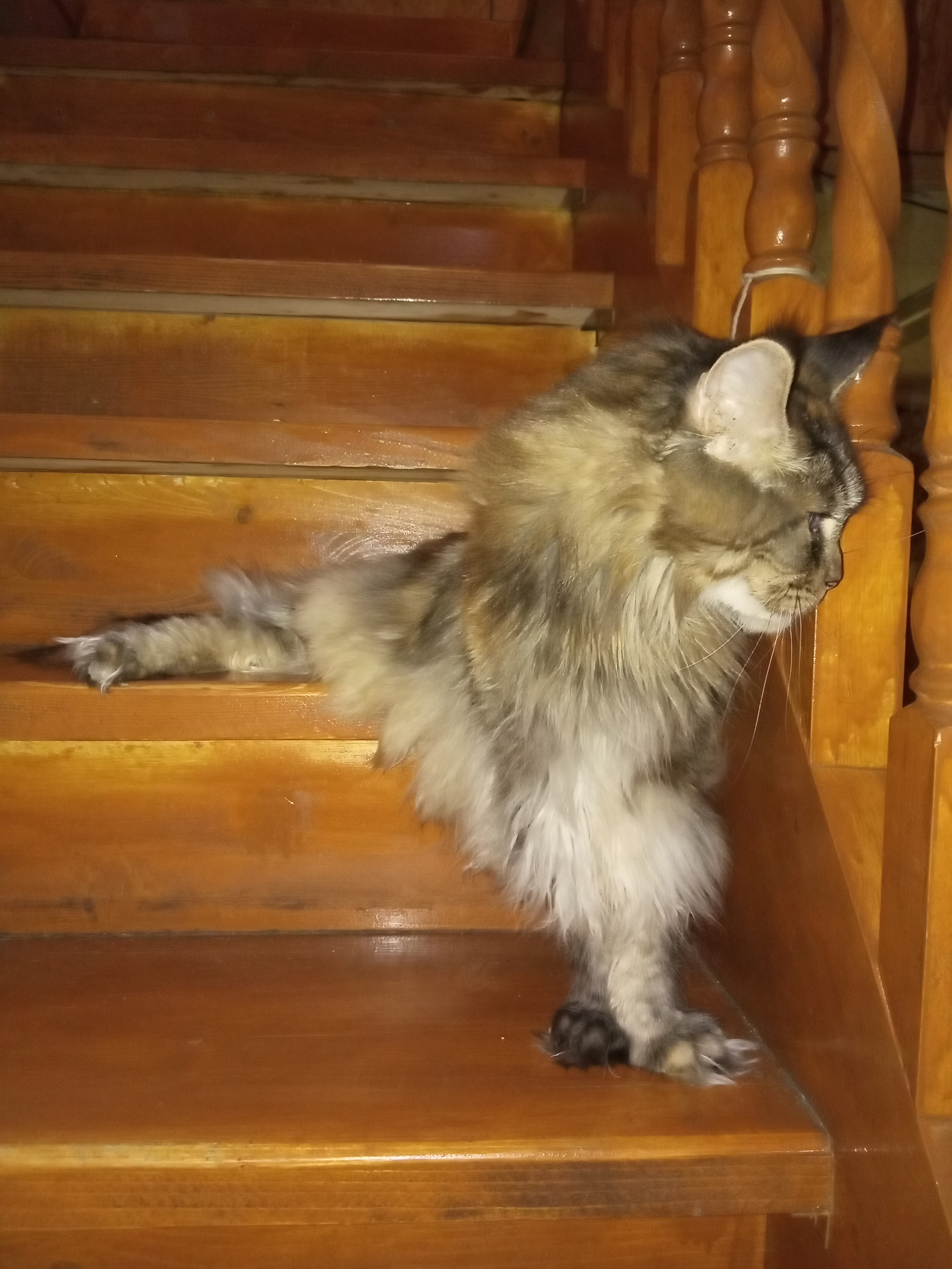 I guess I'll just lie/stand here - My, cat, Catomafia, Superposition, Longpost, Stairs