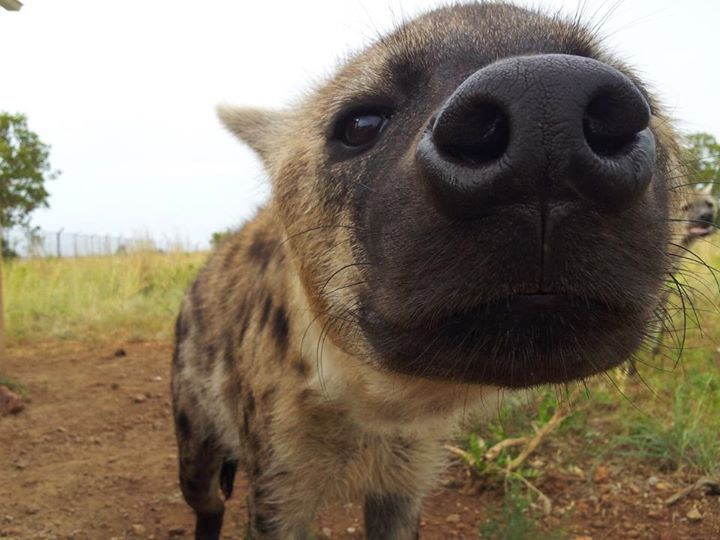 Tourist impressions - Hyena, Spotted Hyena, Wild animals, Туристы, First impression, Young, Picture with text, Nose