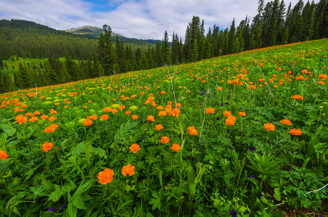 Let's go to fabulous Ergaki - My, Ergaki, Holidays in Russia, Leisure, Wild tourism, Landscape, The mountains, The photo, Longpost