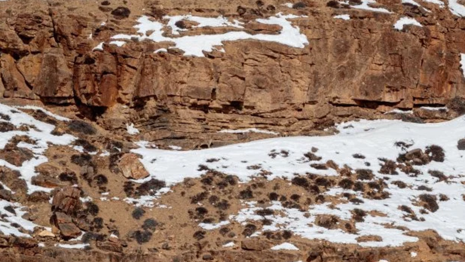 Find the cat! - The photo, Longpost, Snow Leopard, Big cats, Cat family, Predatory animals, Wild animals