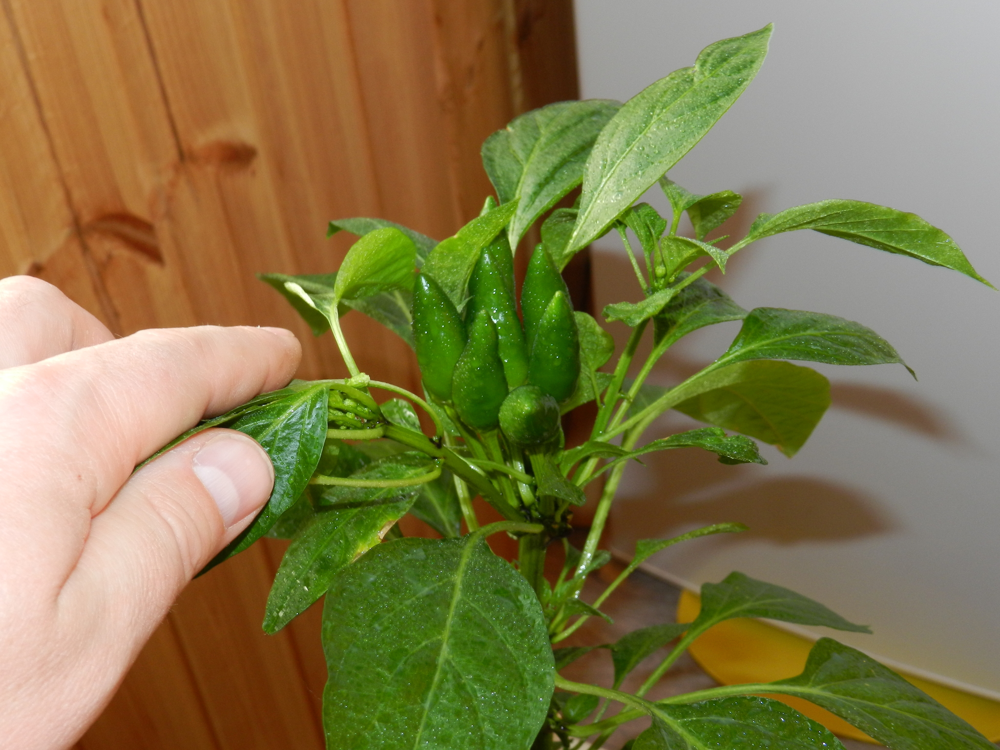 Hot pepper, new season 2020 (part 4) - My, Pepper farming, Vegetable garden on the windowsill, Hot peppers, Hobby, Longpost