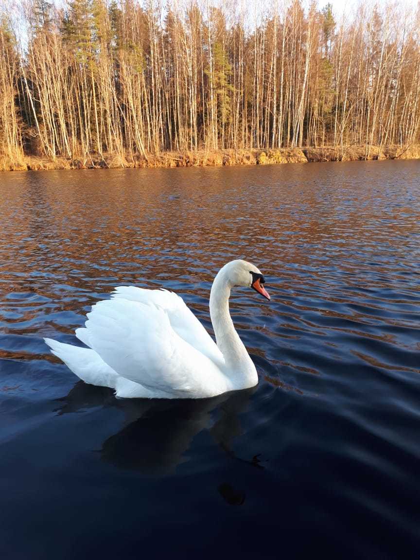 Gulya - Swans, The photo