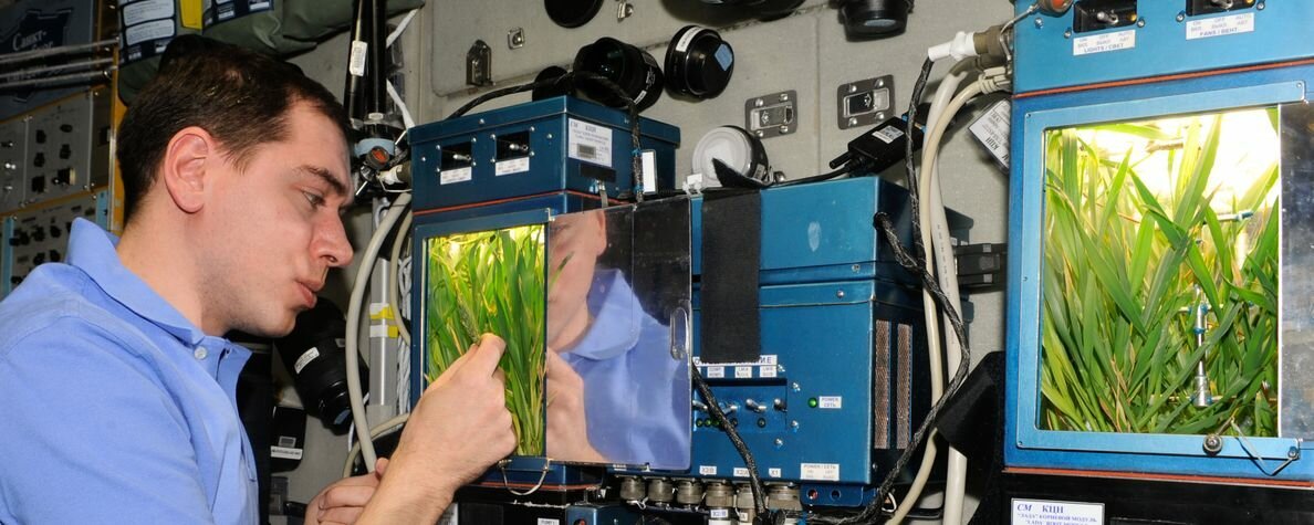 Какой овощ вырастили на космической станции. Растения на МКС. Оранжерея на МКС. Опыты с растениями в космосе. Космический биолог.