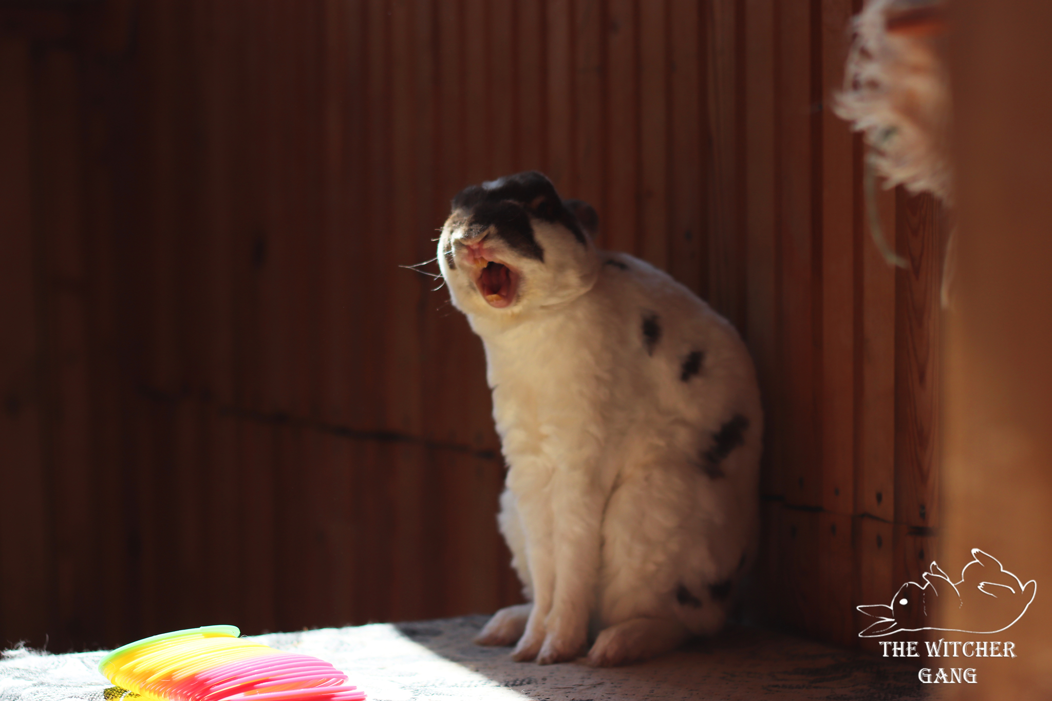 Sunny morning - My, Rabbit, The photo, Milota, Animals, Pets