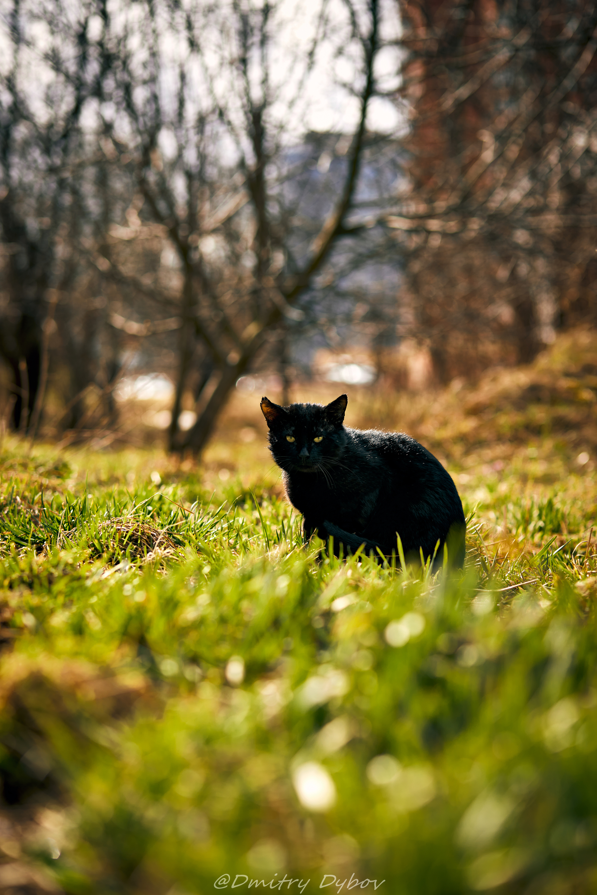 Street stranger - My, cat, The photo, The street, Walk