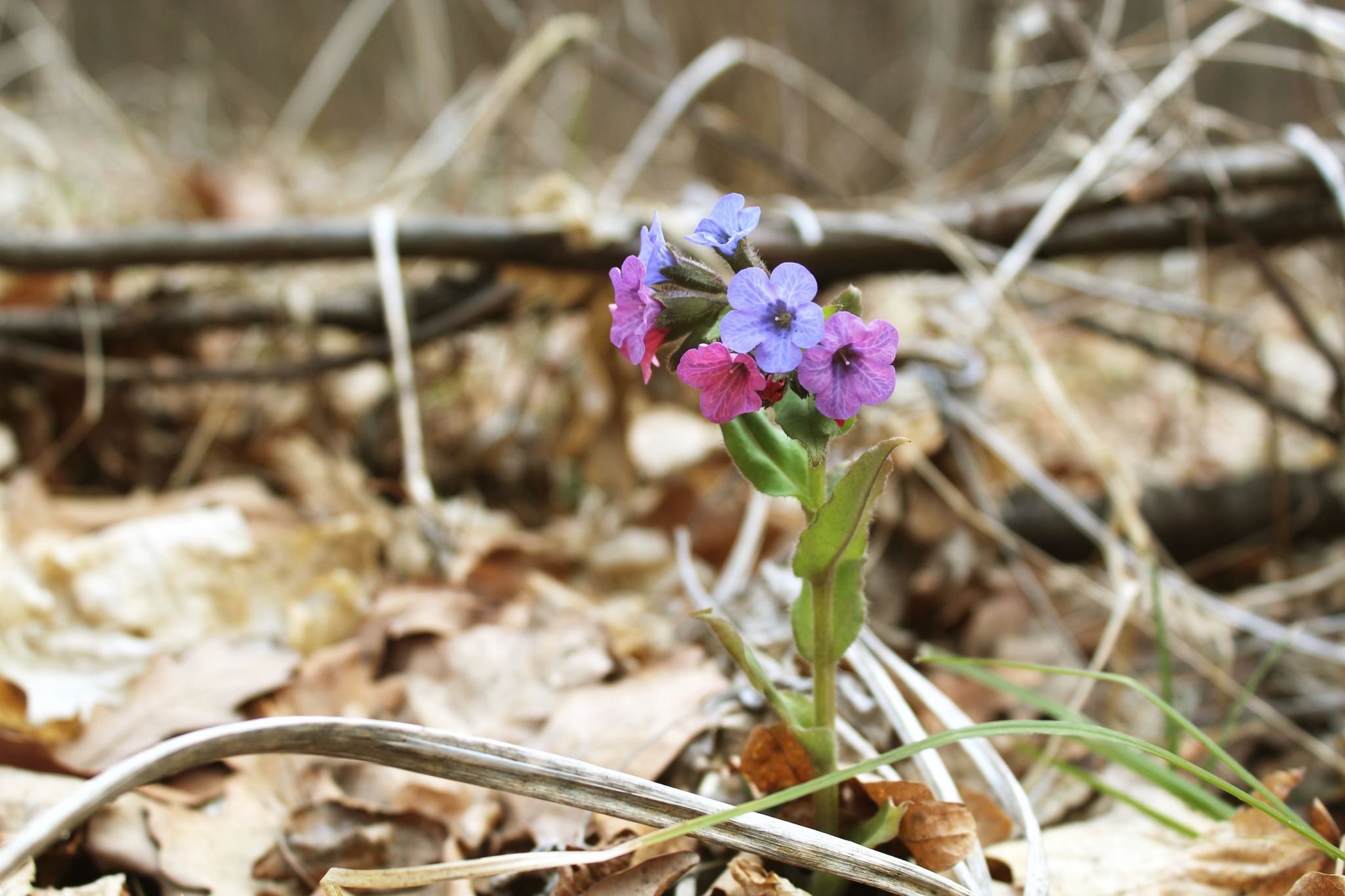 Day in the spring forest - My, Forest, Flowers, Spring, Self-isolation, Longpost