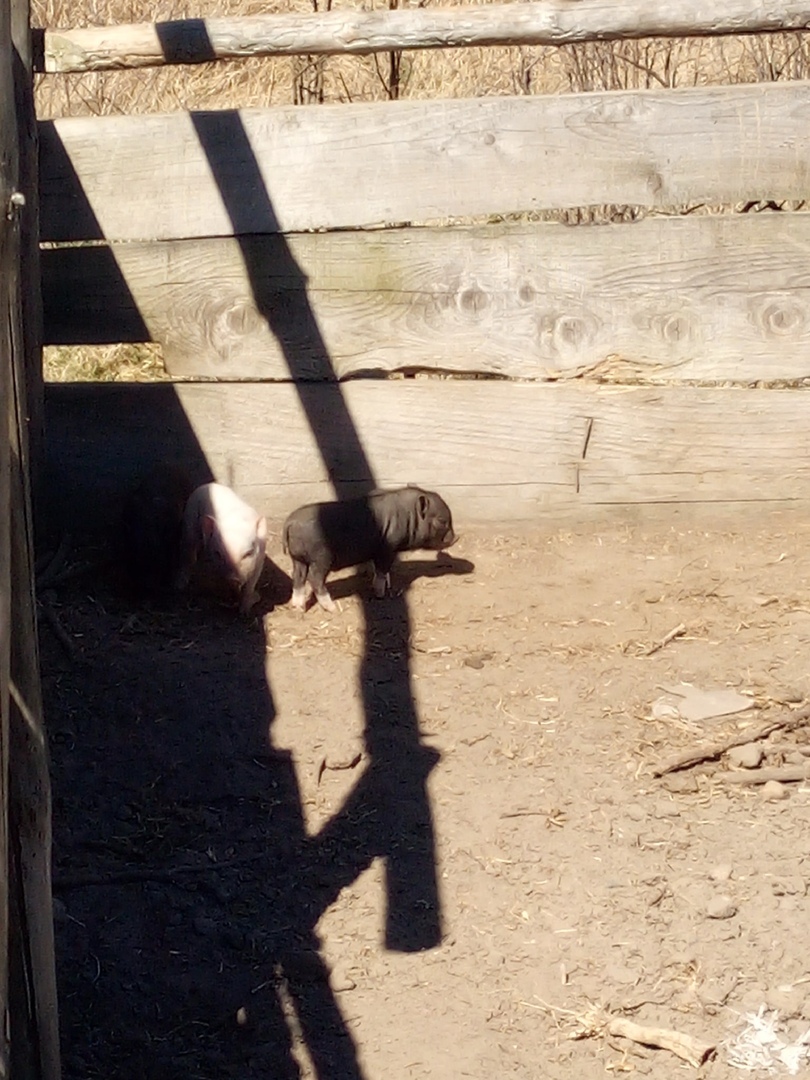 Downshifting without cuts. About pigs - My, Ground squirrel farmer, Vietnamese pigs, Piglets, Downshifting, Village, Longpost
