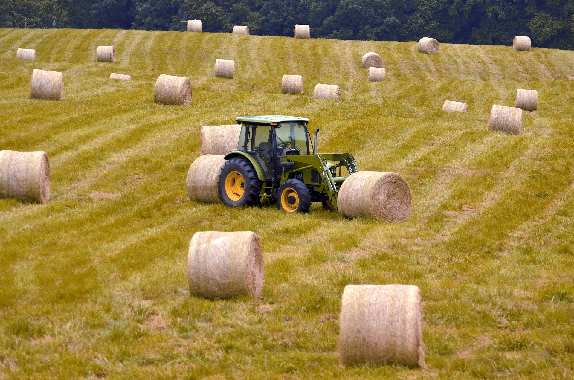 Do we buy or prepare feed? - My, Mini-farm, Cow, Hay, Video, Longpost