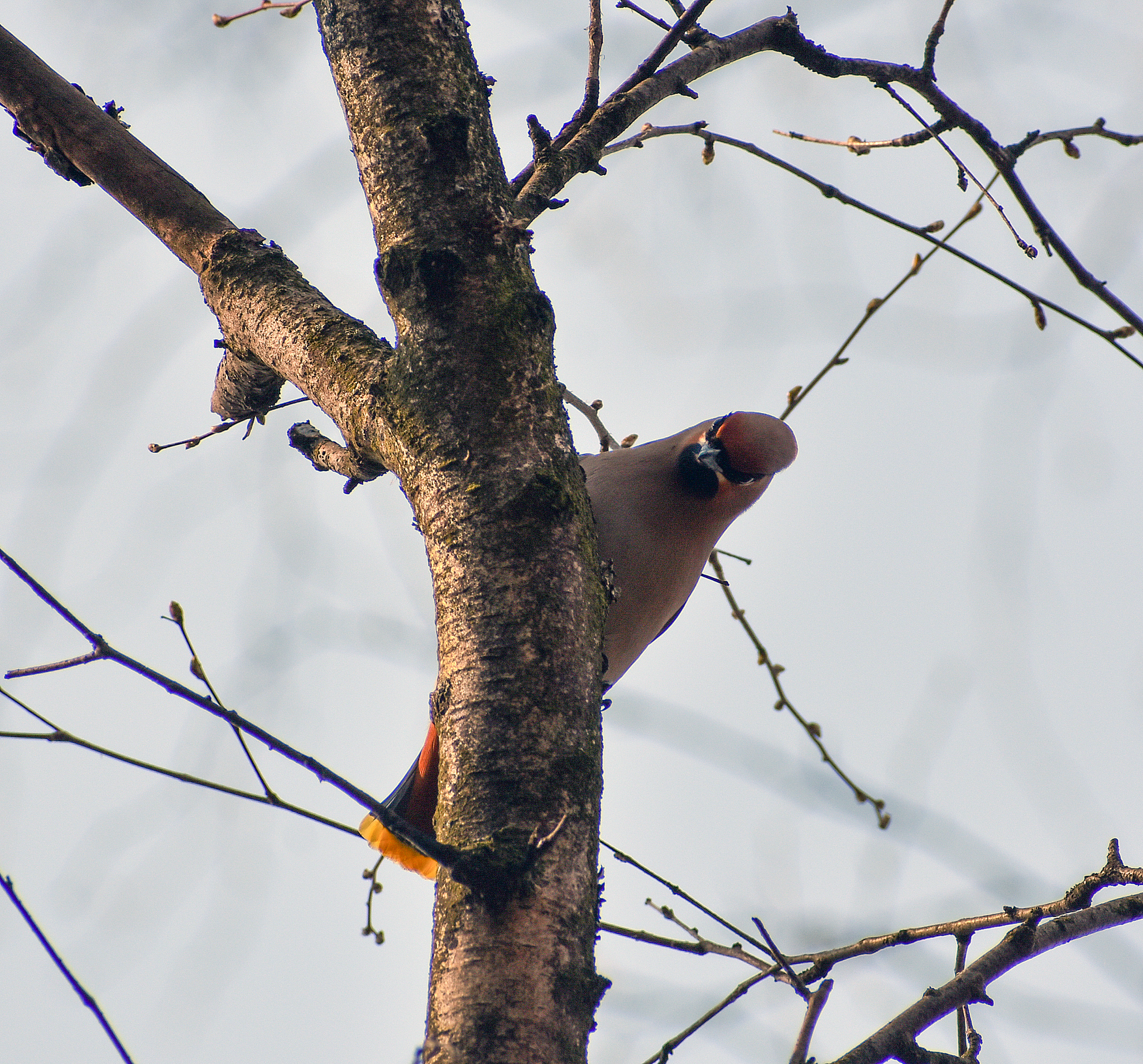 Waxwing - My, Ornithology, Birds, Hobby, Bird watching, Svirestel, Moscow region, Nature, Photo hunting, Video, Longpost