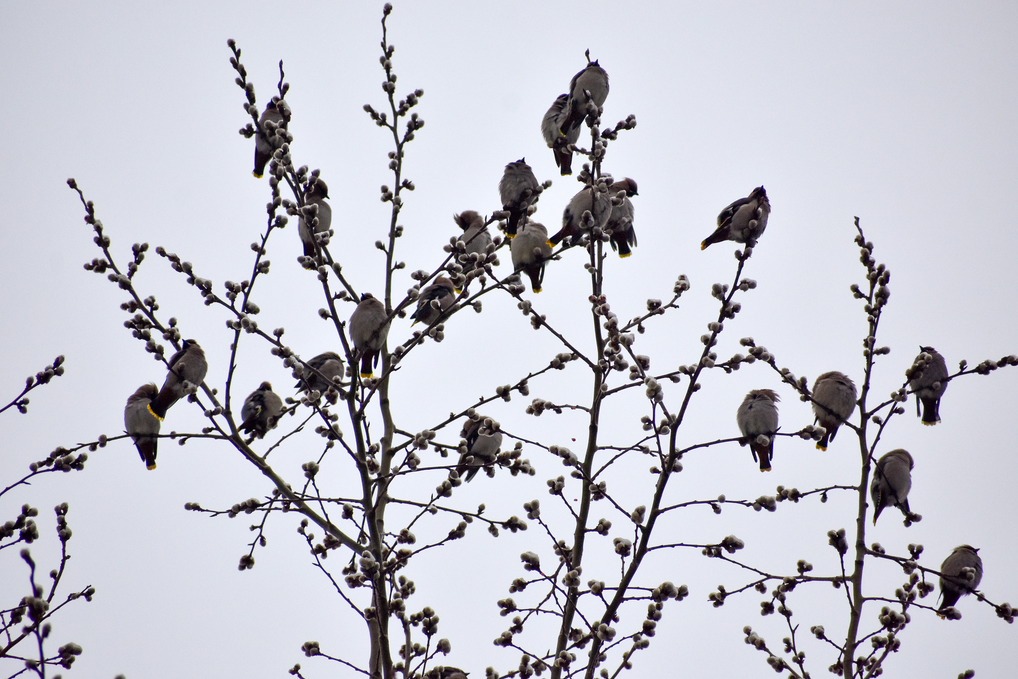 Waxwing - My, Ornithology, Birds, Hobby, Bird watching, Svirestel, Moscow region, Nature, Photo hunting, Video, Longpost