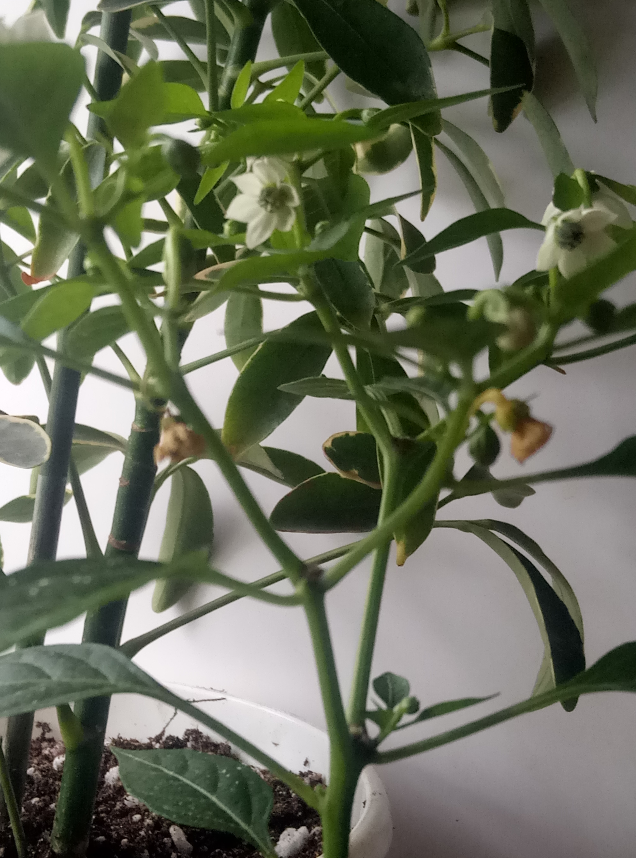 I'm asking for advice - My, Hot peppers, Growing, Problem, Longpost