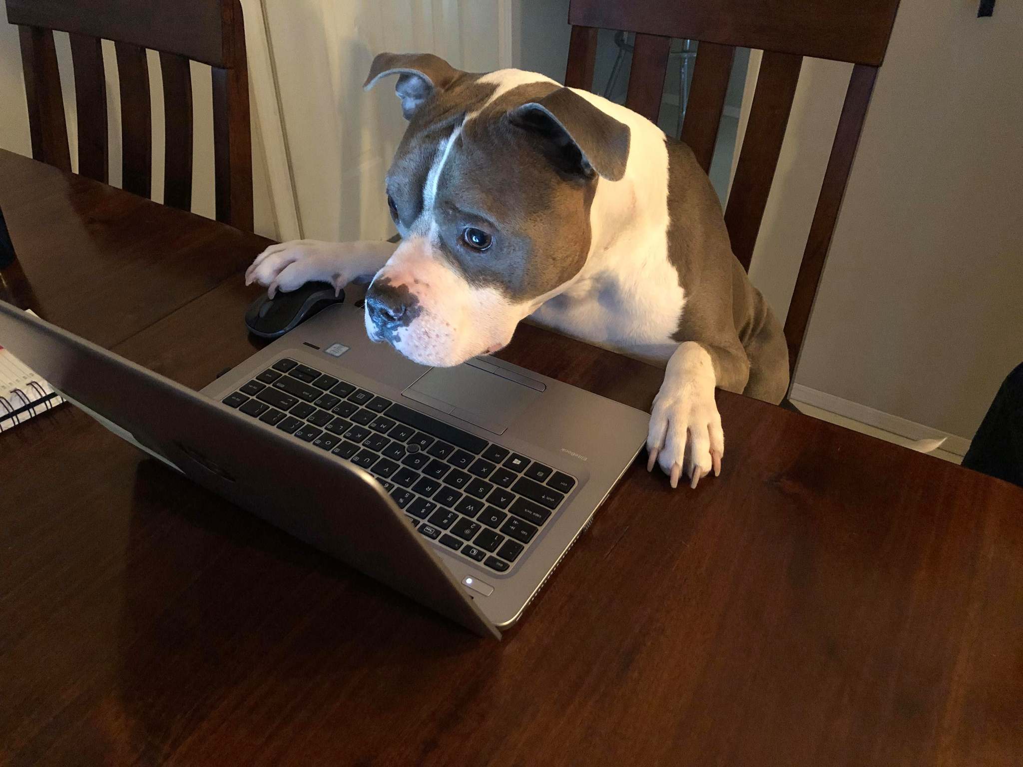 An analyst monitors the dynamics of dog food prices - Dog, Sight, Notebook, Milota, From the network