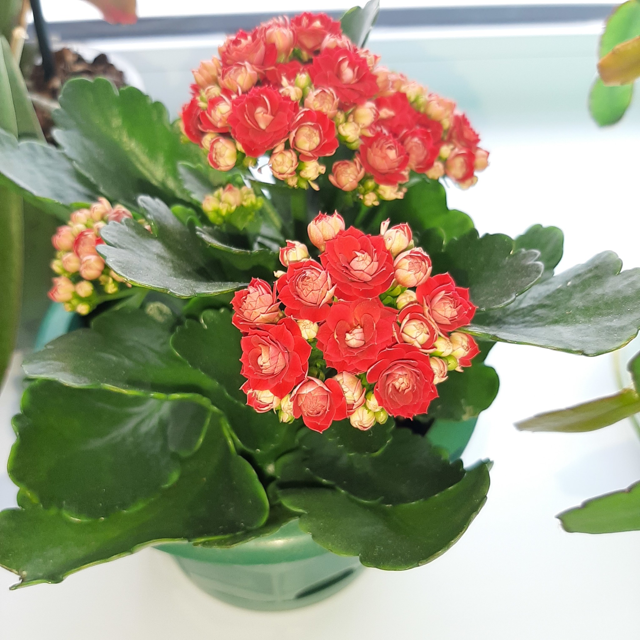 Simply beautiful flowers - My, Flowers, Windowsill, beauty, Longpost