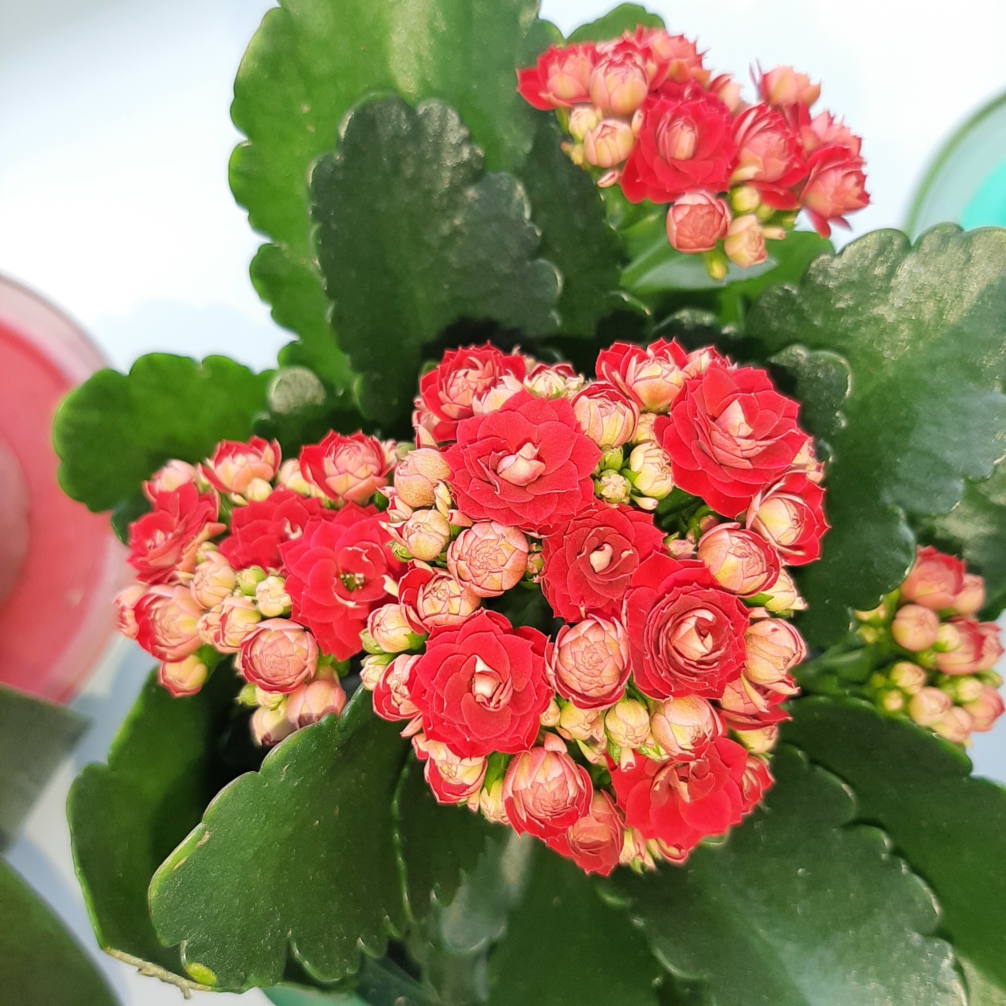 Simply beautiful flowers - My, Flowers, Windowsill, beauty, Longpost