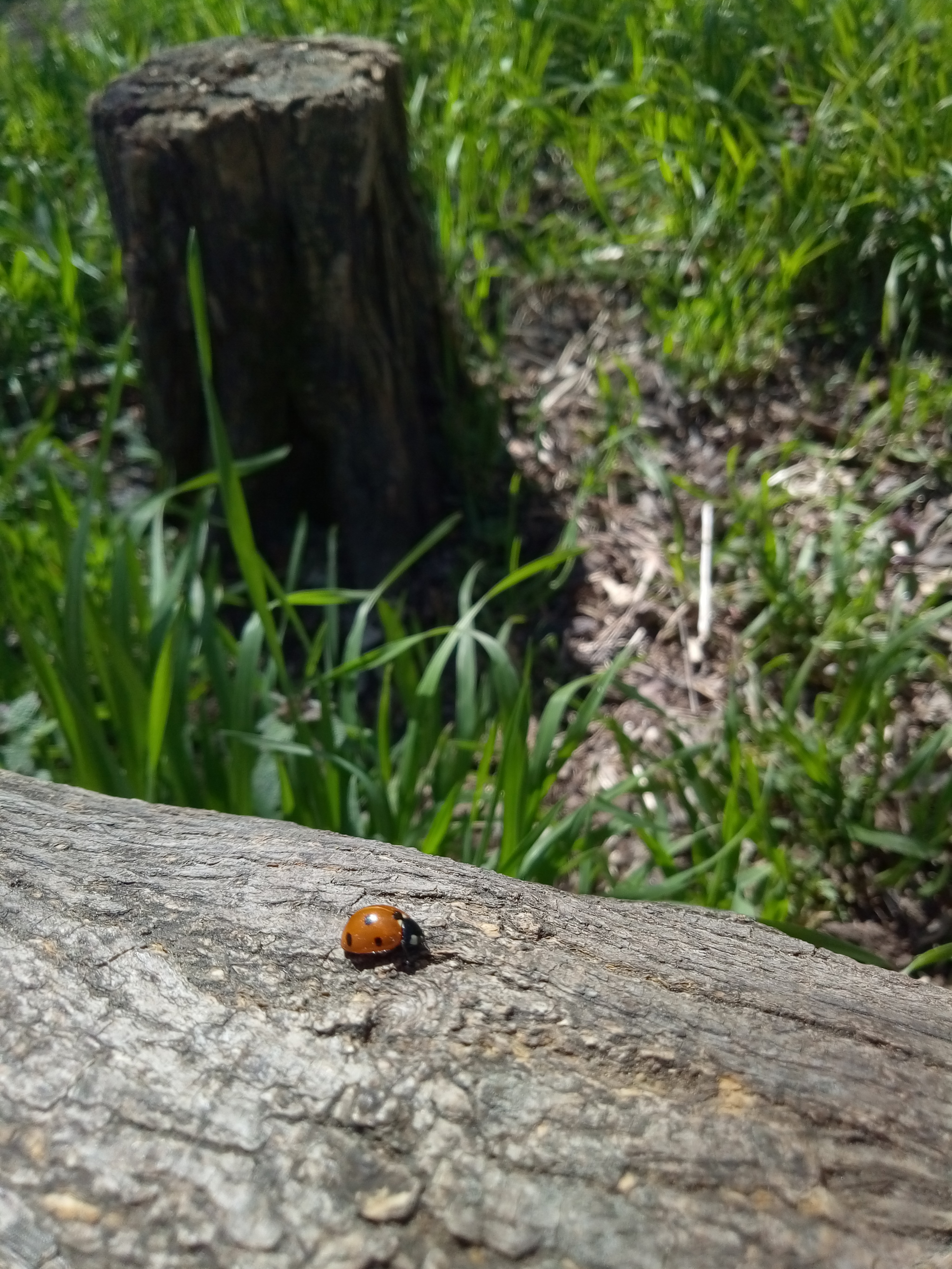 Insects - My, Insects, Nature, Longpost