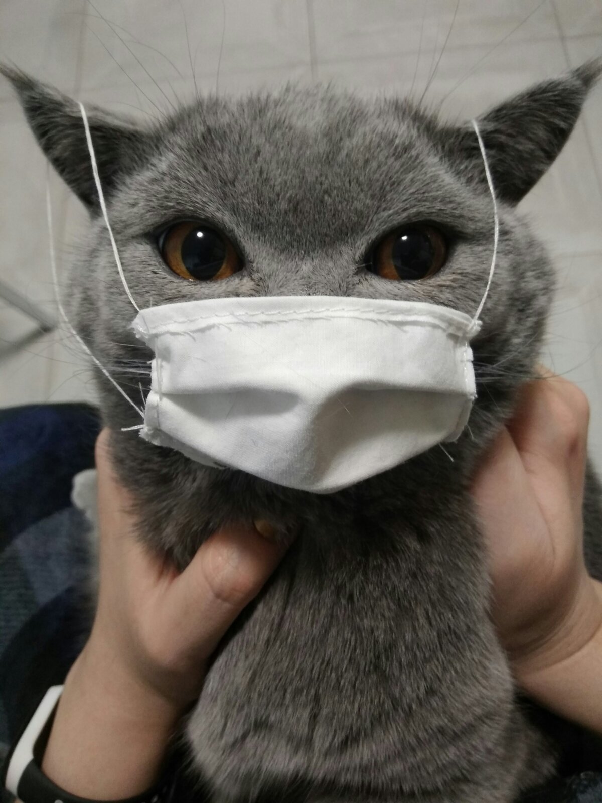 When there is nothing to do during quarantine - My, Coronavirus, cat, Mask, With your own hands