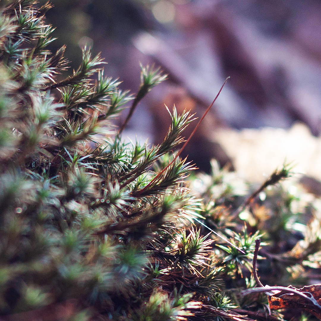 Mosses and lichens - My, Macro photography, The photo, Nature, Moss, Lichen, Canon, Longpost