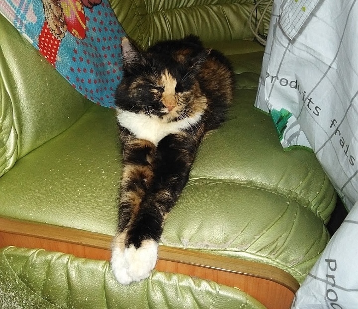 KittySchneider is in self-isolation, just sleeping))) - My, cat, Quarantine, Dream, Tricolor cat, cat house, Milota, Kitty, Longpost