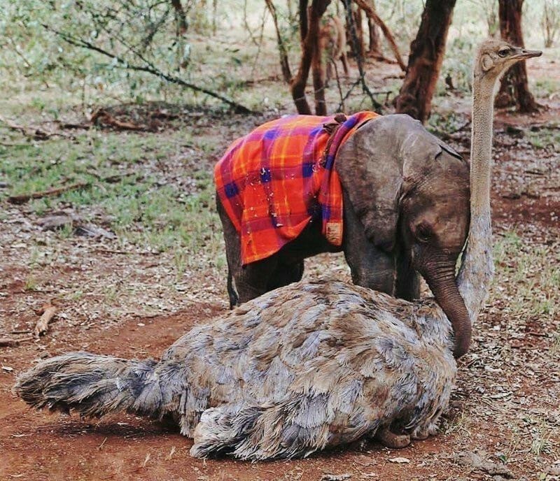 Friends - Friends, Baby elephant, Elephants, Ostrich