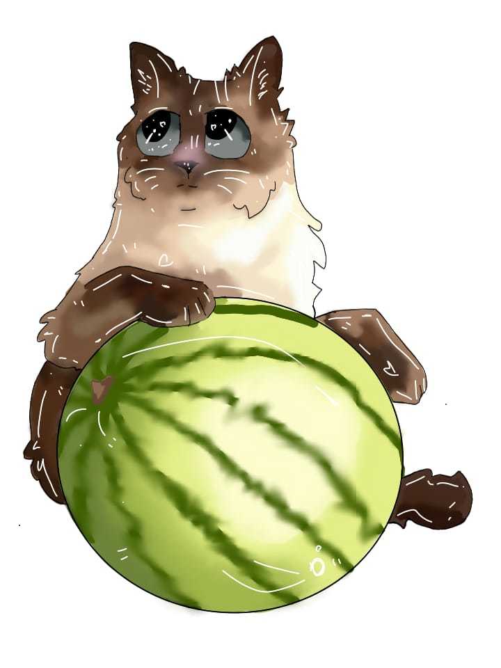 Drawn cat memes - My, Memes, cat, Digital drawing, Longpost, Watermelon