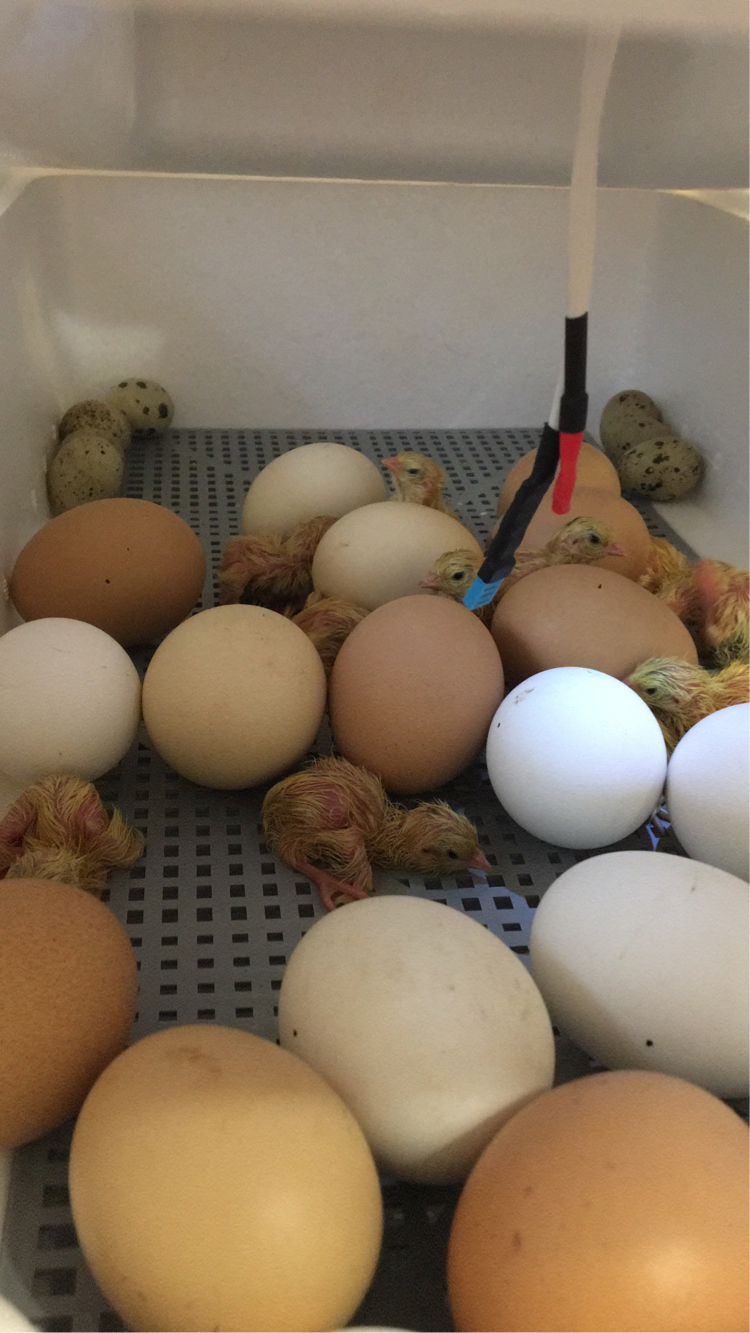 Incubator. Continuation - Farmer, Incubator, Hen, Quail, For the first time, Longpost