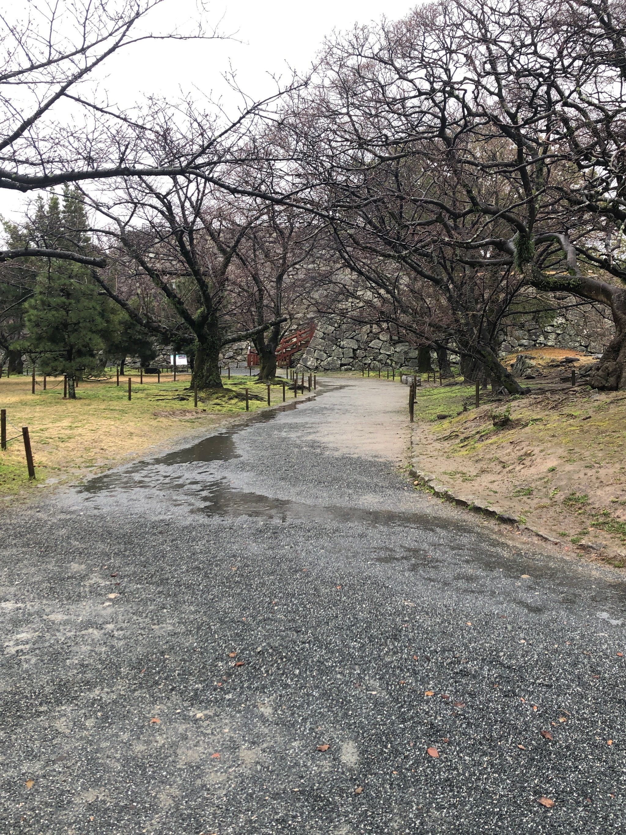 Unlucky notes about Japan. Rainy Fukuoka - My, Japan, Fukuoka, Sakura, Weekend travel, Longpost