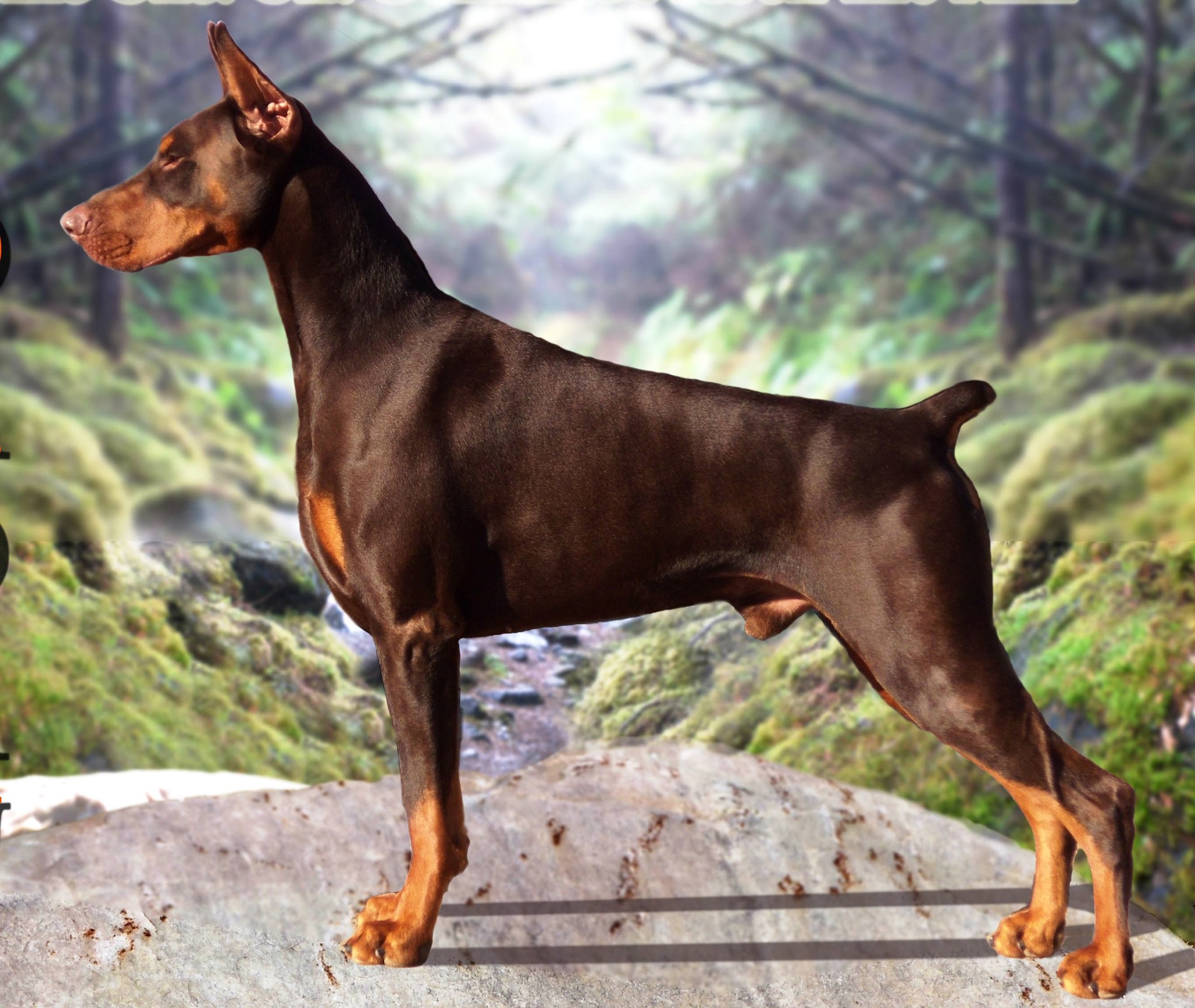 Doberman - Doberman, Dog, Friend, Longpost