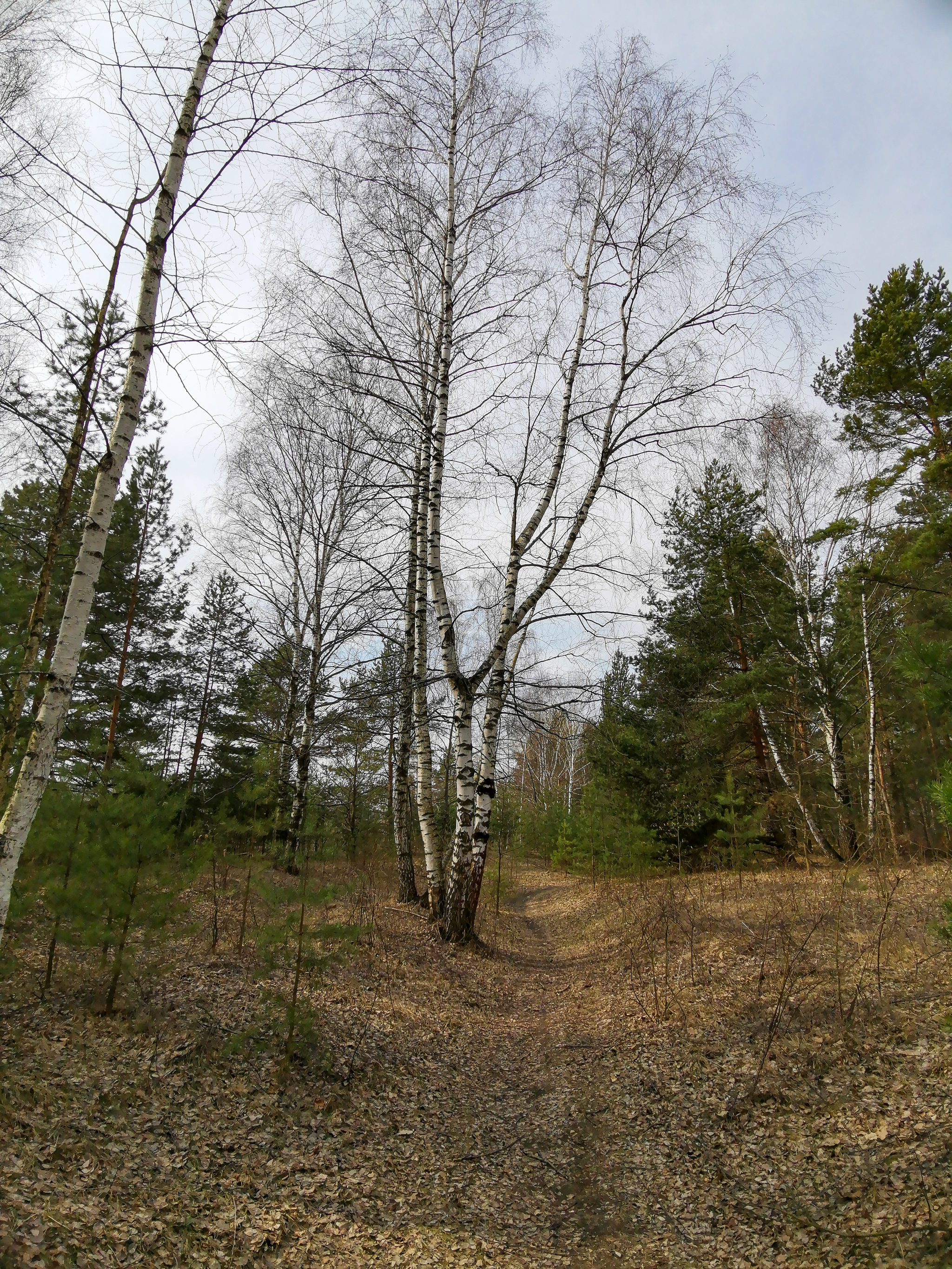 Spring - My, The photo, Nature, A bike, Dzerzhinsk, Canon 800D, Huawei mate 20, Video, Longpost