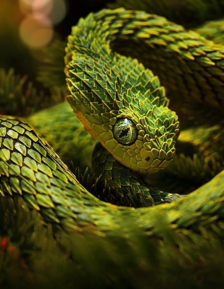 Green viper - Snake, Nature, beauty of nature, beauty, The photo, Tree viper