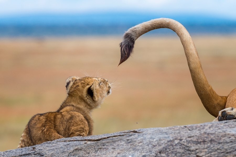 Mom's ponytail - The photo, Animals, a lion, Lion cubs, Young, Tail, Kus, Big cats, Longpost