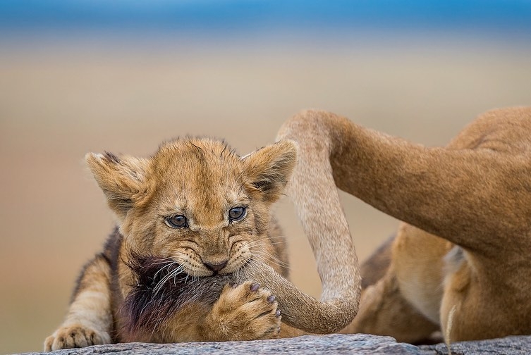 Mom's ponytail - The photo, Animals, a lion, Lion cubs, Young, Tail, Kus, Big cats, Longpost