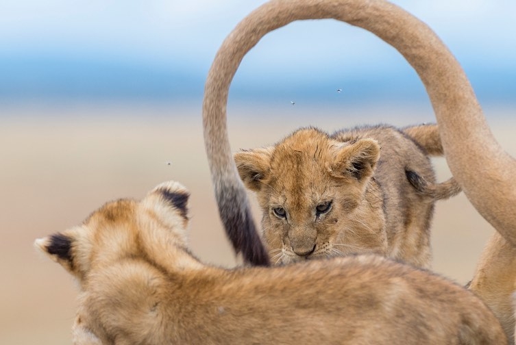 Mom's ponytail - The photo, Animals, a lion, Lion cubs, Young, Tail, Kus, Big cats, Longpost