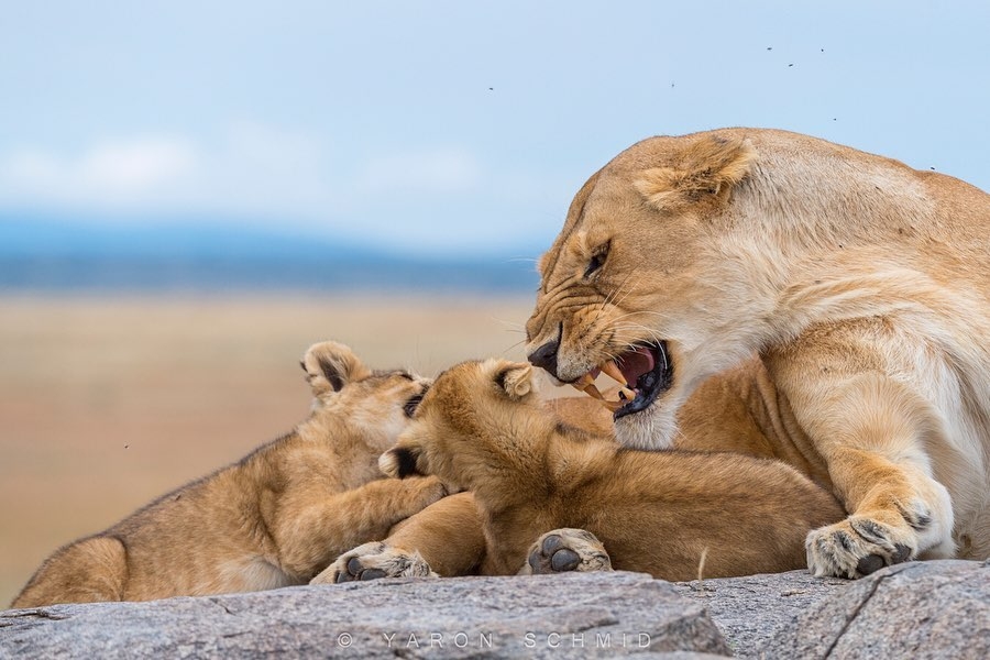 Mom's ponytail - The photo, Animals, a lion, Lion cubs, Young, Tail, Kus, Big cats, Longpost