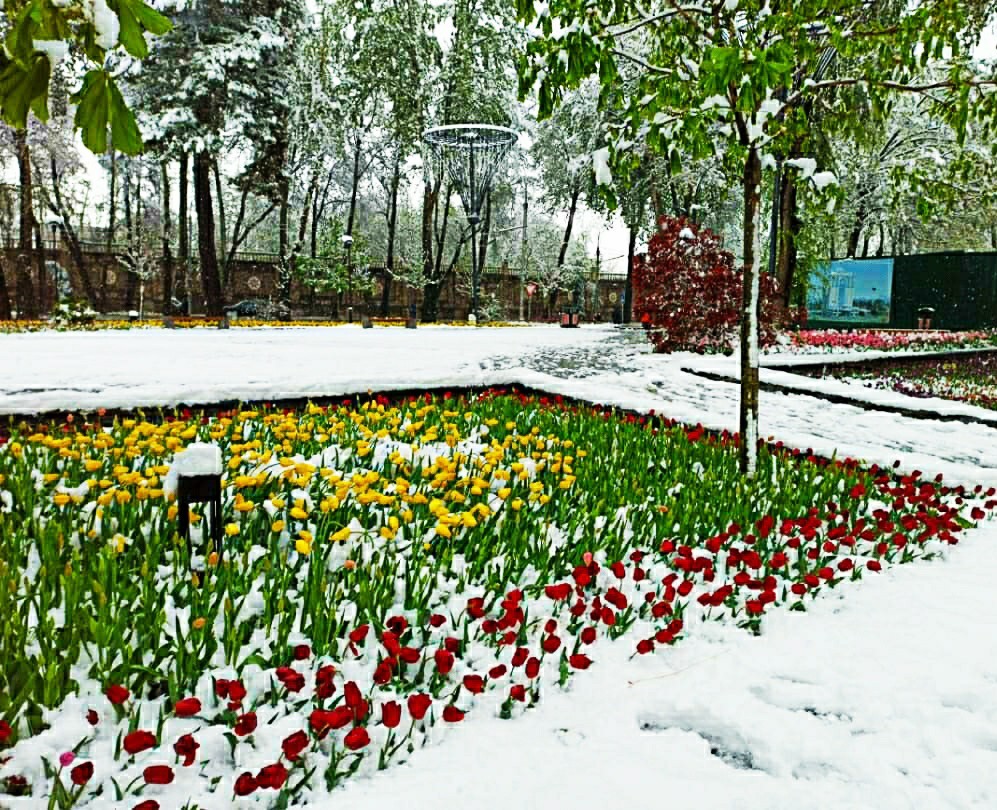 April, snow, tulips - My, Snow, Tulips, Tajikistan, Telephone, Longpost