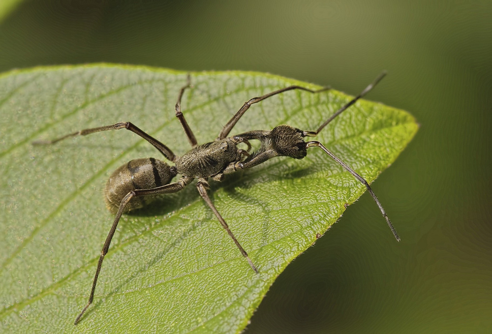 Lolth #11 - Spider, Mimicry, Ants, Longpost, Insects, Arachnids