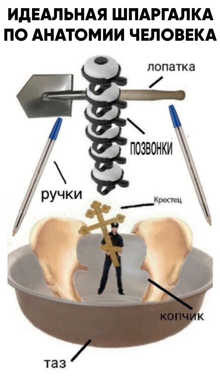 Phenomenal! - Anatomy, Skeleton, Biology