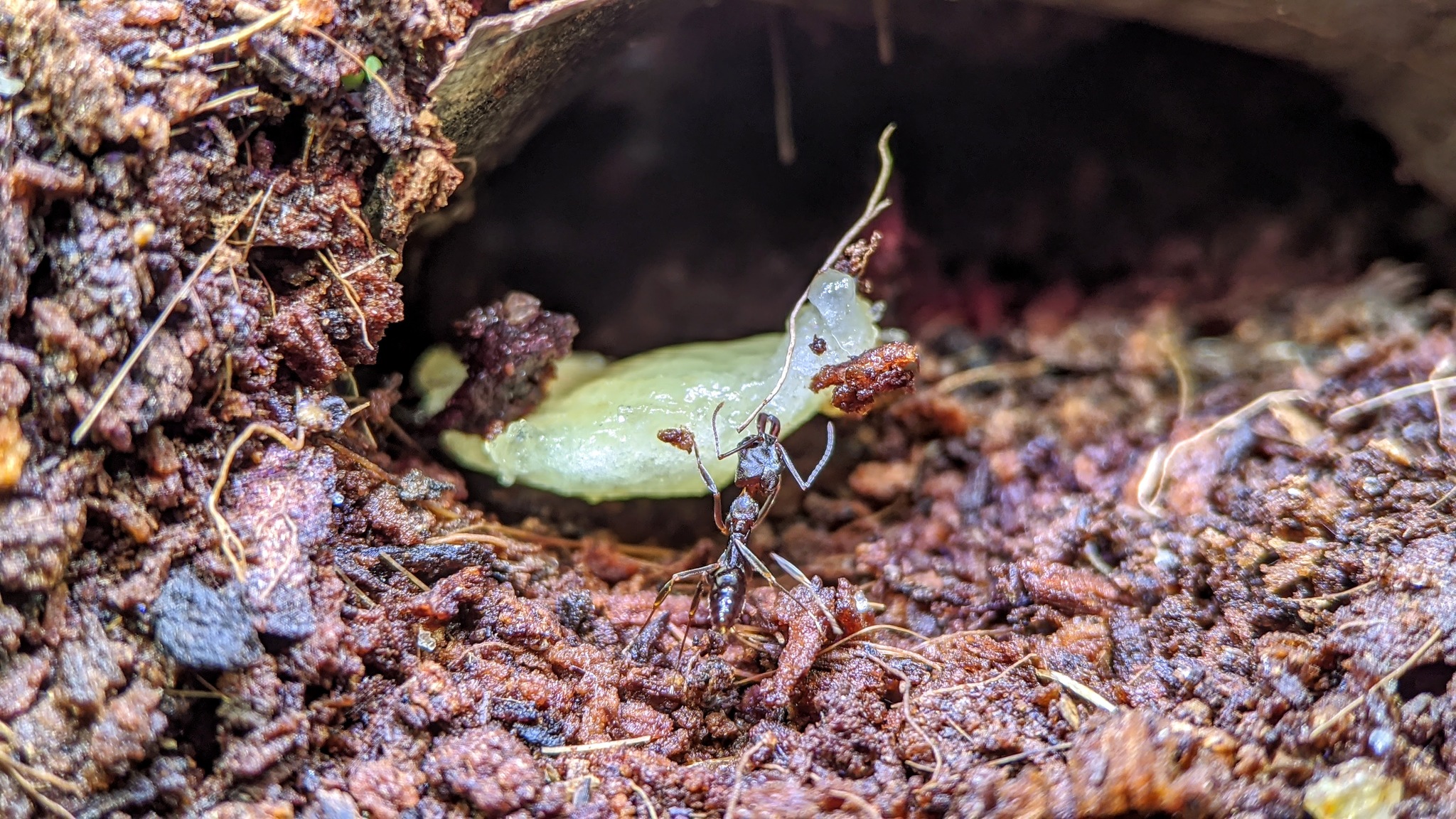 My ants: traps and weavers, banana diet - My, Ants, Insects, The photo, Formicaria, Video, Longpost