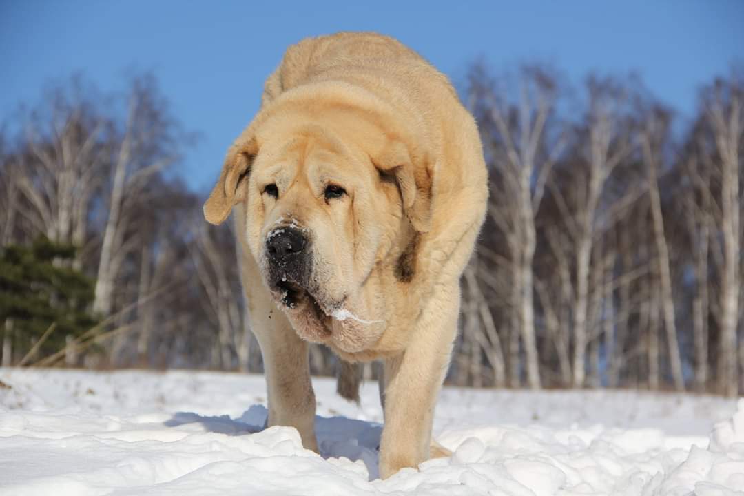 Just a big Spanish Mastiff dog - My, Dog, Spanish Mastiff, Longpost