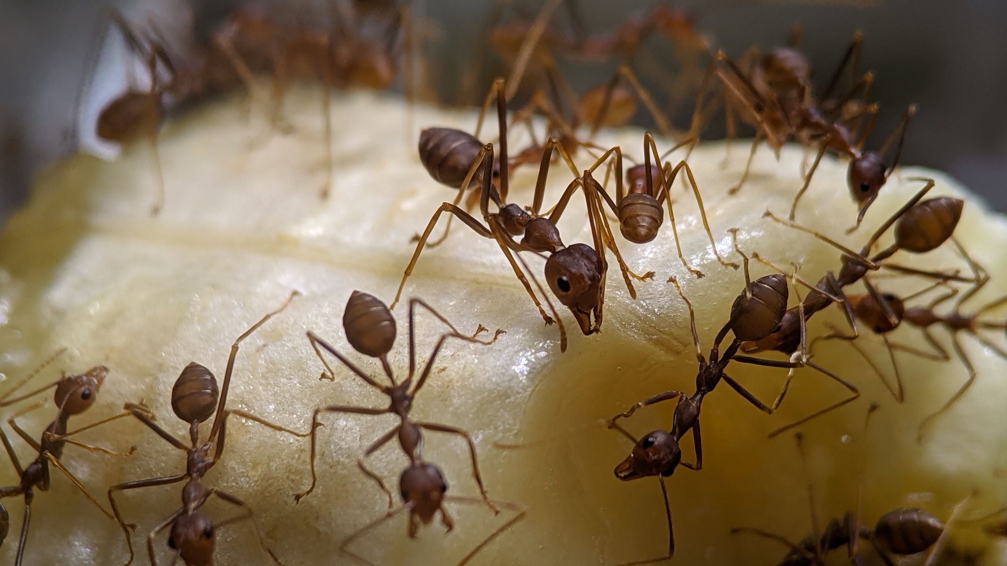 My ants: traps and weavers, banana diet - My, Ants, Insects, The photo, Formicaria, Video, Longpost