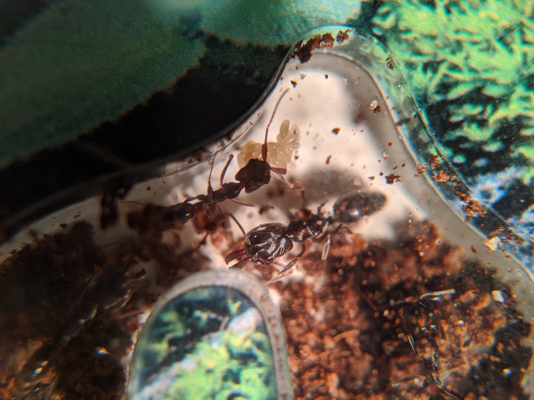 My ants: traps and weavers, banana diet - My, Ants, Insects, The photo, Formicaria, Video, Longpost