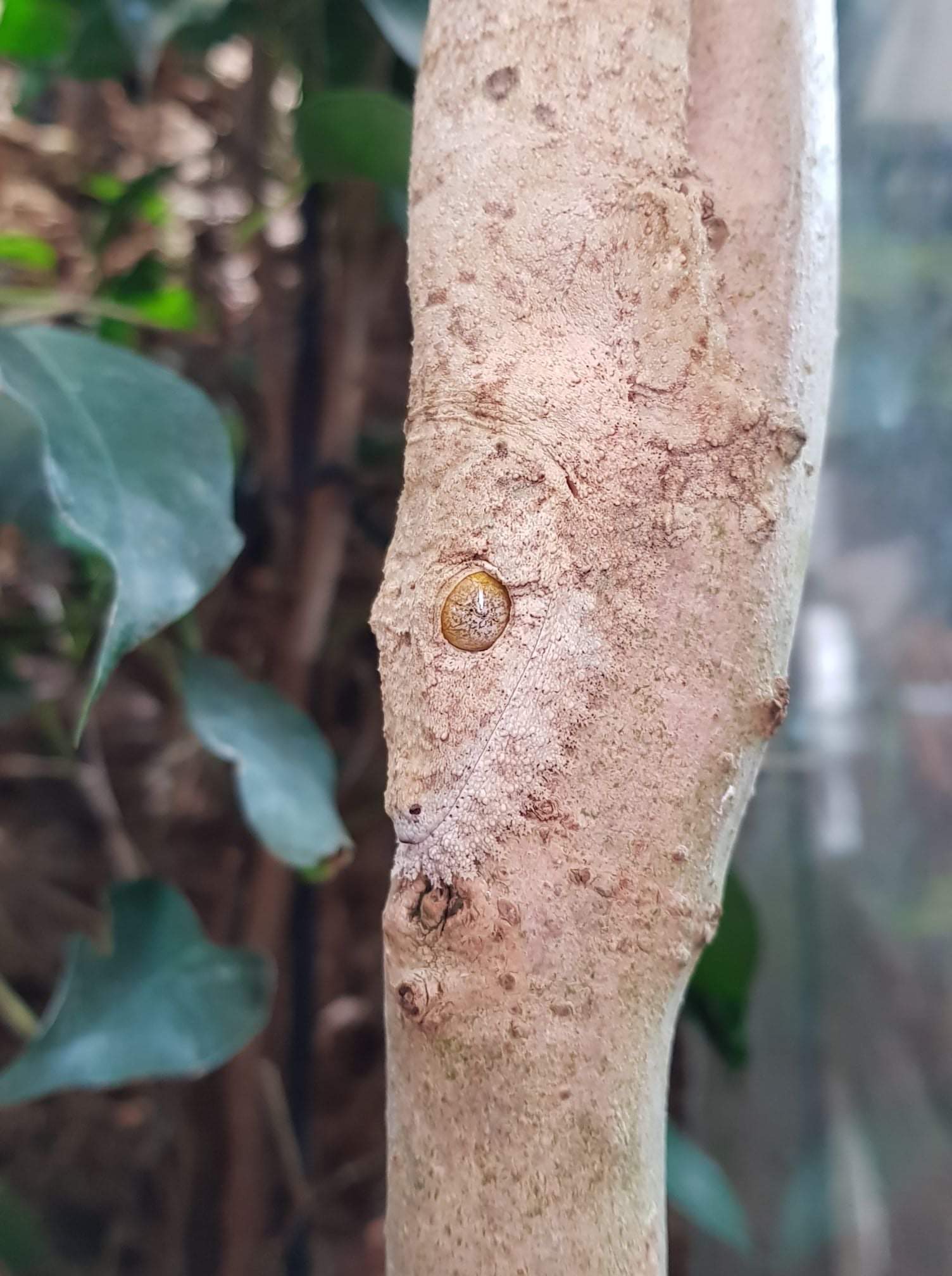 Just a tree - Gecko, Disguise, Tree