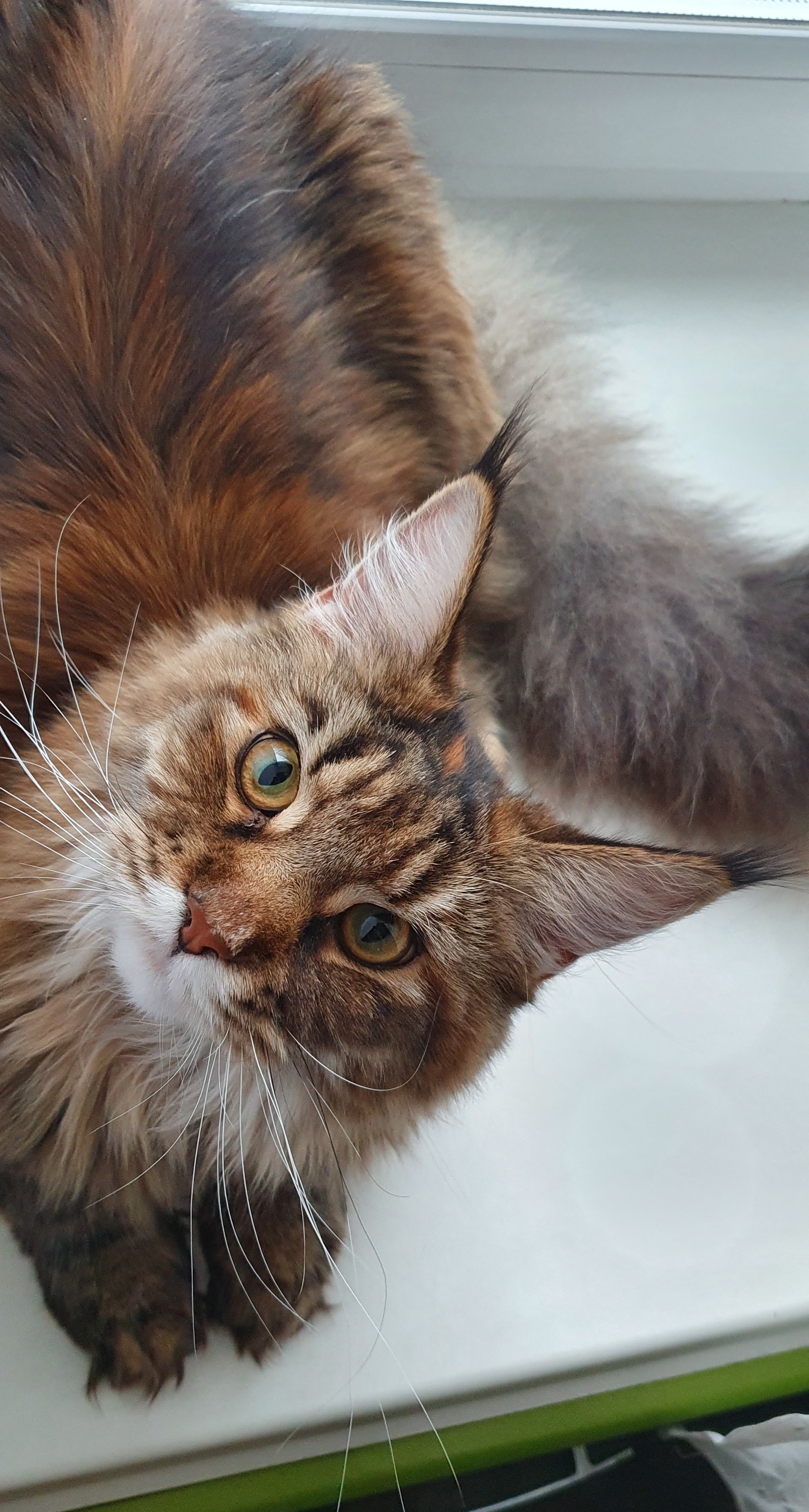 Curious face - My, cat, Maine Coon, Pets, Tricolor cat