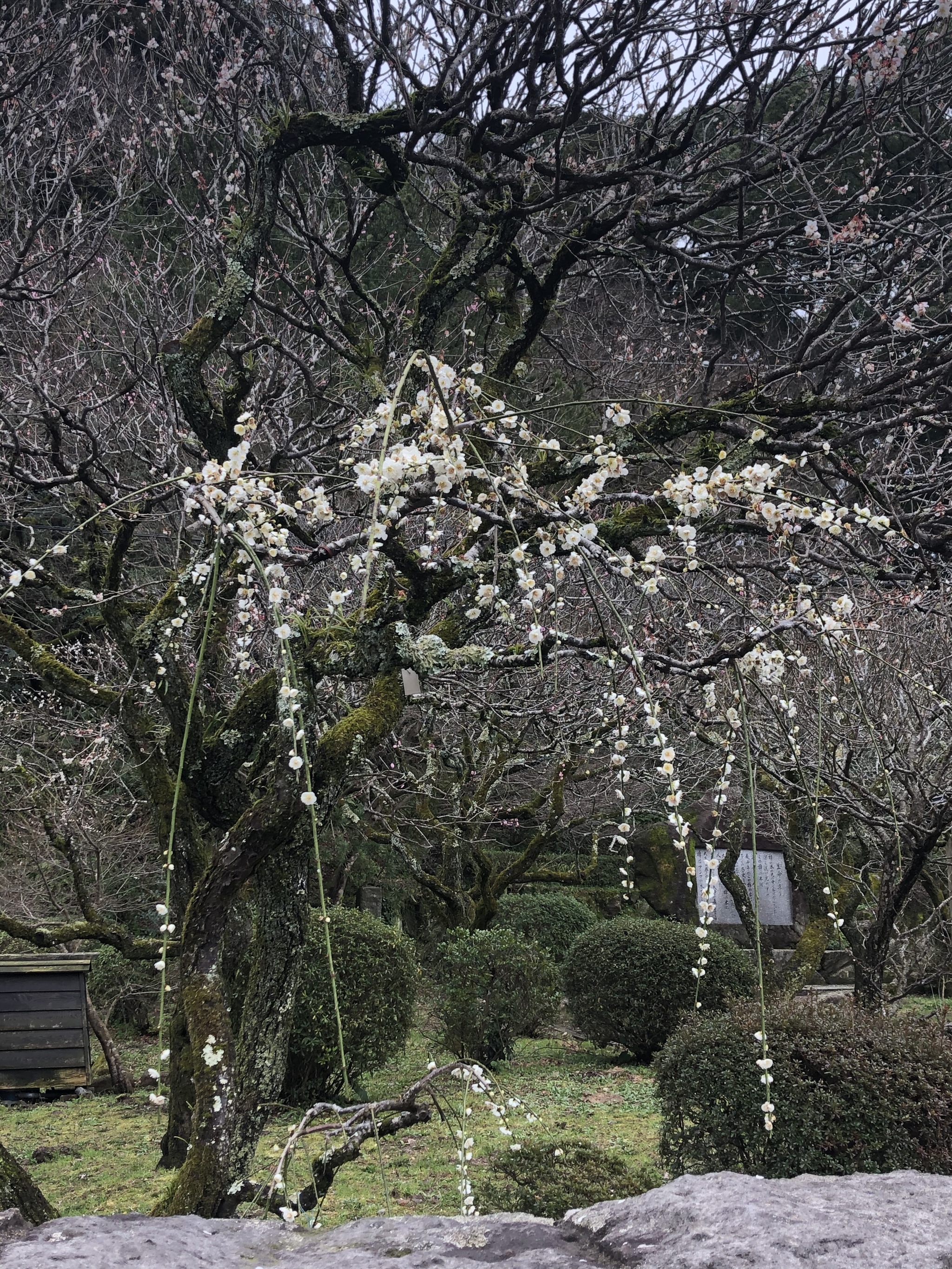 Unlucky notes about Japan. Rainy Fukuoka - My, Japan, Fukuoka, Sakura, Weekend travel, Longpost