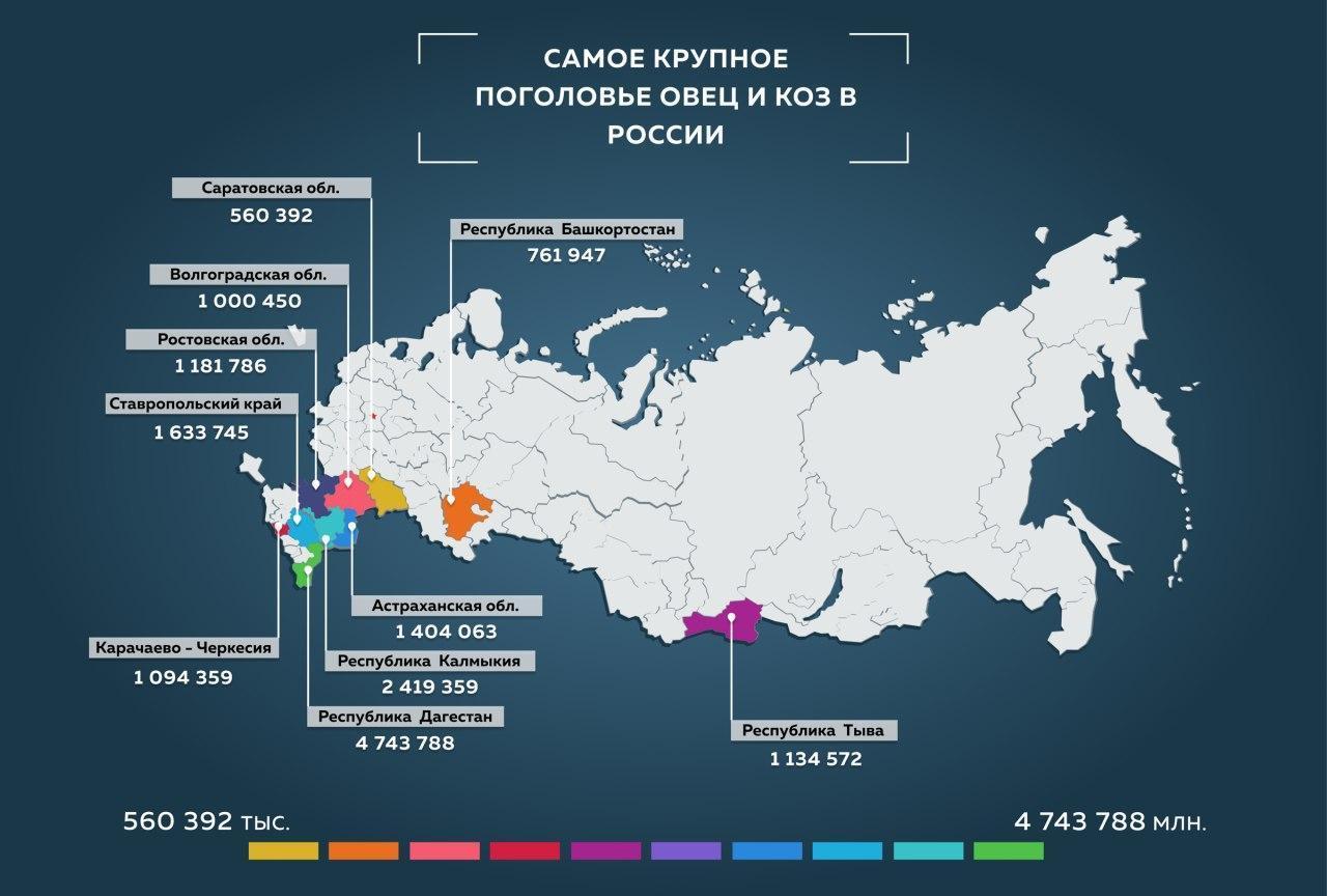 Где в России самое крупное поголовье овец и коз? - Моё, Интересное, Познавательно, Статистика, Сельское хозяйство, Ферма, Фермер, Продукты, Растениеводство