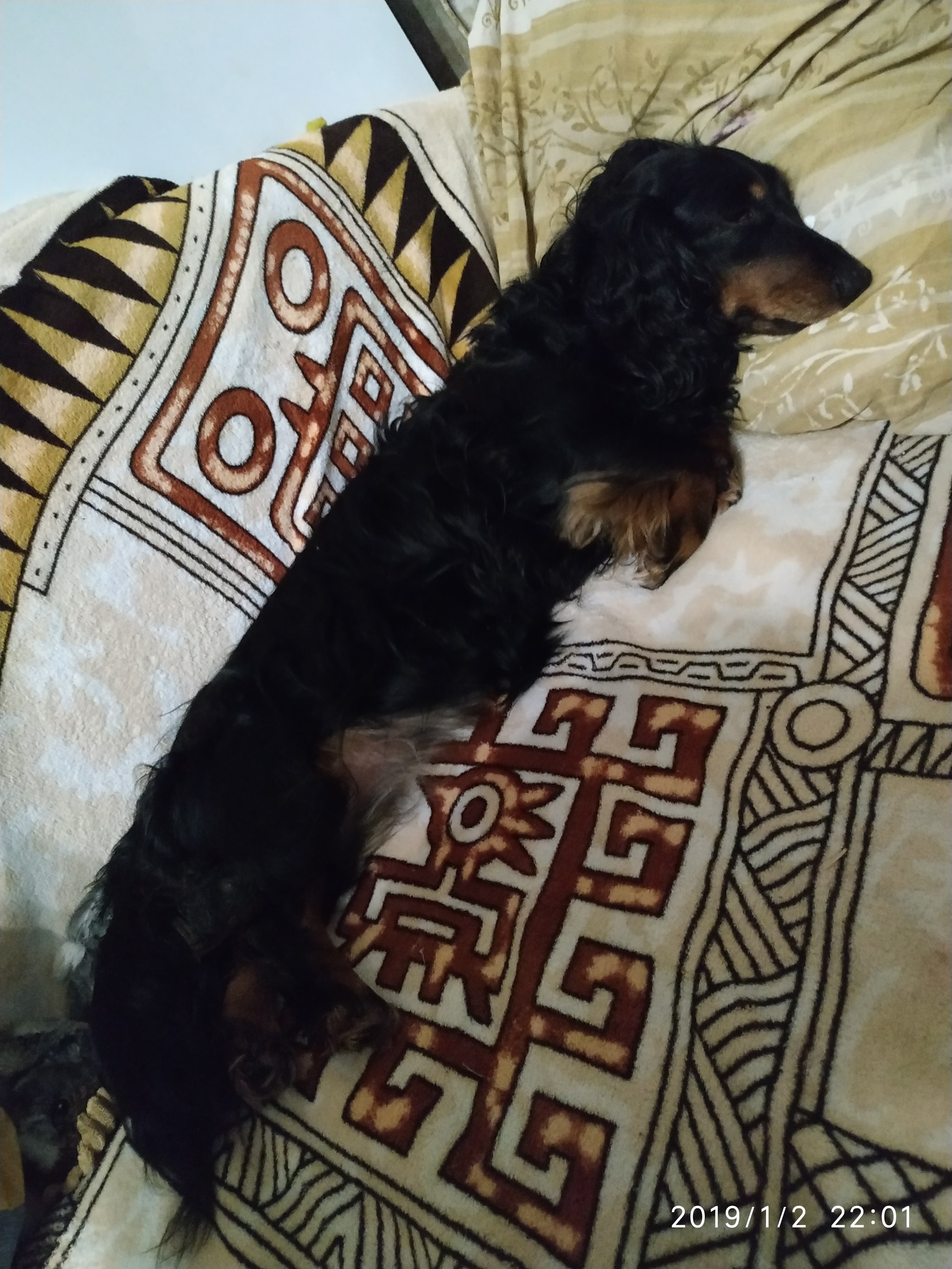 Today my girl passed away - My, Long-haired dachshund, A pity, Longpost, Dog, Sadness, Pets, Death