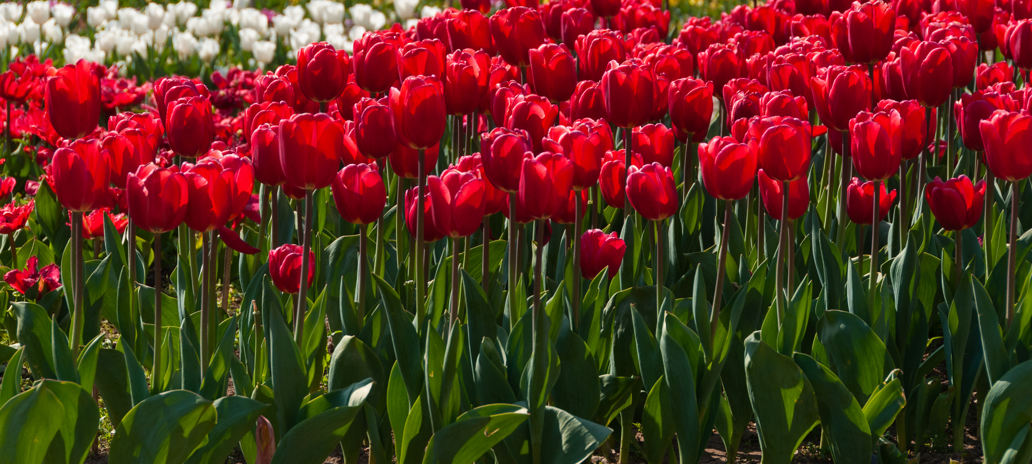 Another parade of tulips in the Nikitsky Botanical Garden - My, Yalta, Nature, Flowers, Tulips, The photo, Tulip Festival, Longpost