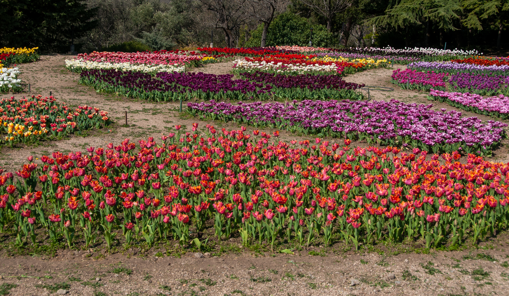 Another parade of tulips in the Nikitsky Botanical Garden - My, Yalta, Nature, Flowers, Tulips, The photo, Tulip Festival, Longpost