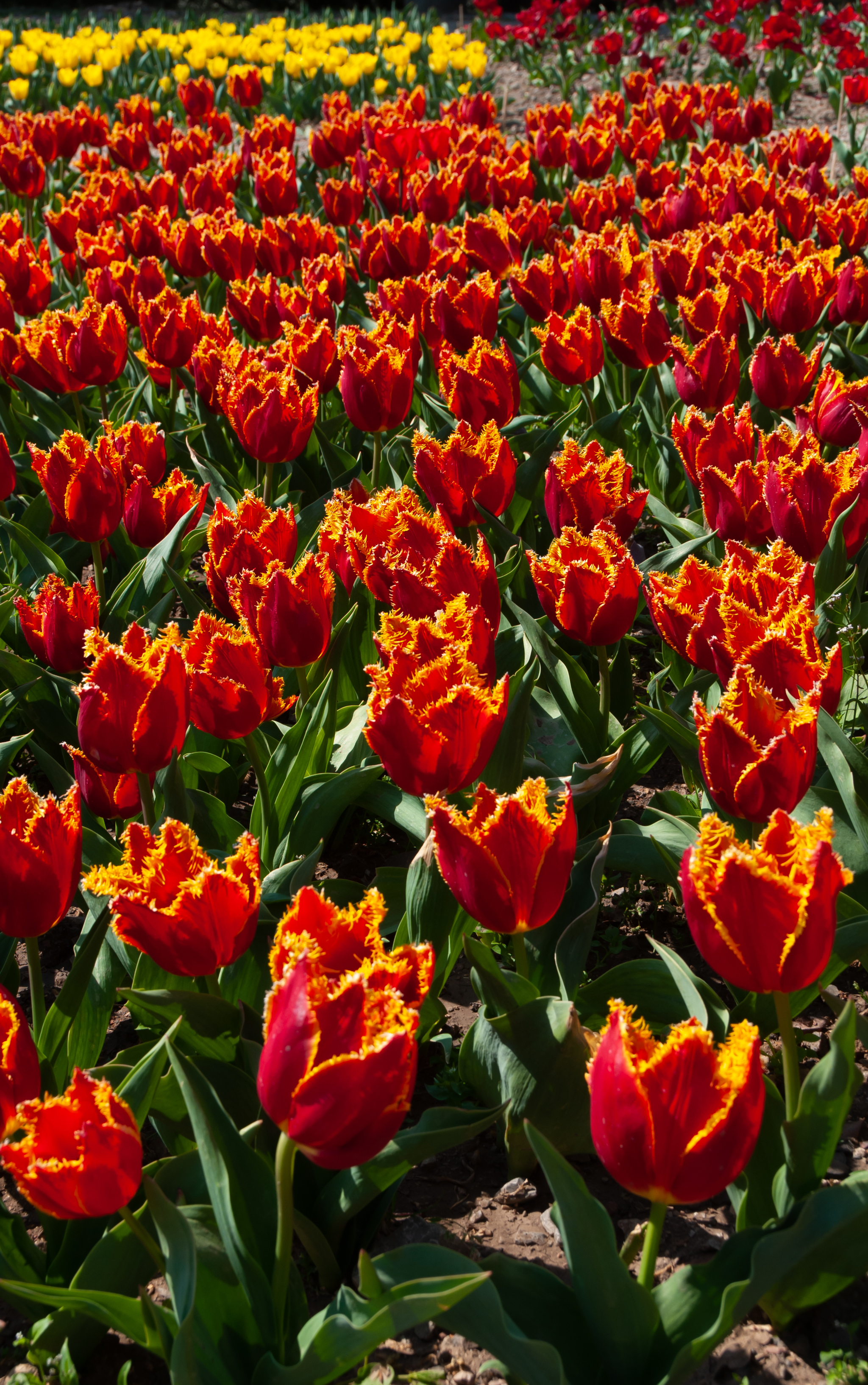 Another parade of tulips in the Nikitsky Botanical Garden - My, Yalta, Nature, Flowers, Tulips, The photo, Tulip Festival, Longpost