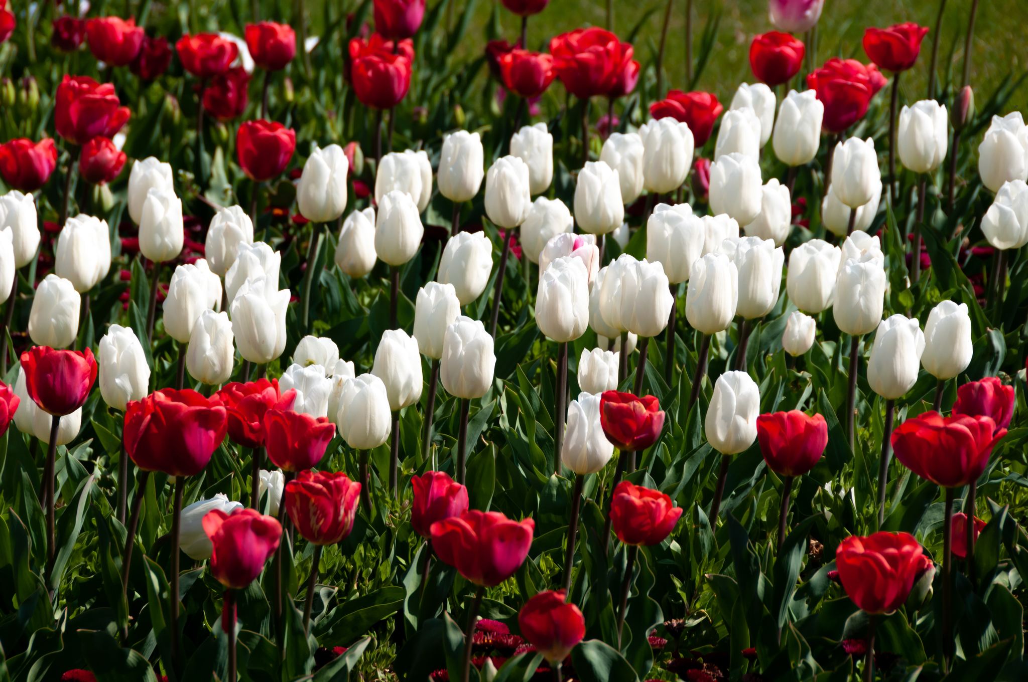 Another parade of tulips in the Nikitsky Botanical Garden - My, Yalta, Nature, Flowers, Tulips, The photo, Tulip Festival, Longpost