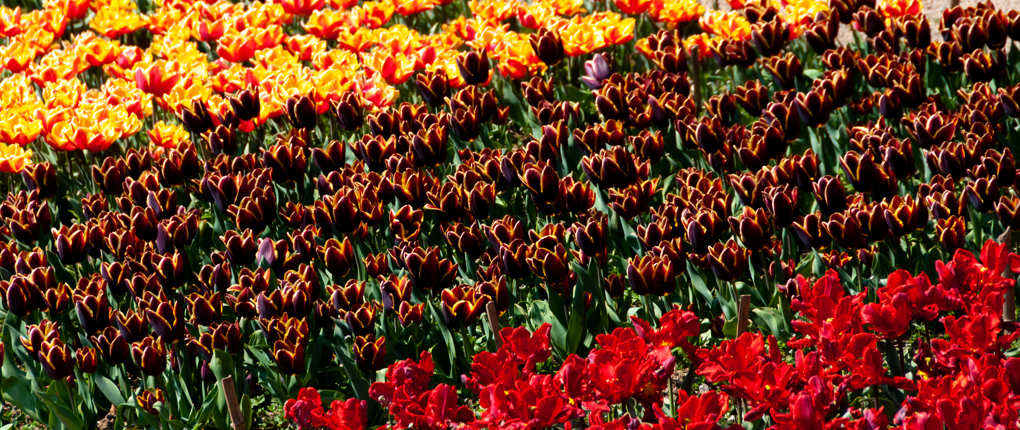 Another parade of tulips in the Nikitsky Botanical Garden - My, Yalta, Nature, Flowers, Tulips, The photo, Tulip Festival, Longpost